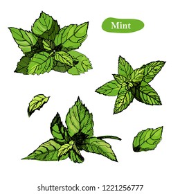 Mint vector drawing illustration, isolated on the white background. Collection of twigs and mint leaves.Herbal engraved style illustration