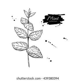 Mint vector drawing. Isolated mint plant with leaves. Herbal engraved style illustration. Detailed organic product sketch. Cooking spicy ingredient