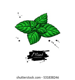 Mint vector drawing. Isolated plant and leaves. Herbal hand drawn style illustration. Detailed organic product sketch. Cooking spicy ingredient