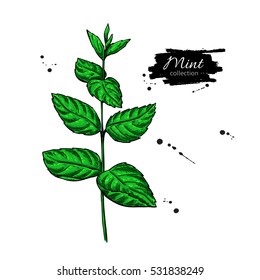 Mint vector drawing. Isolated plant and leaves. Herbal hand drawn style illustration. Detailed organic product sketch. Cooking spicy ingredient