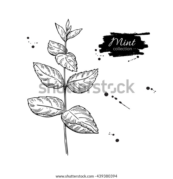 Mint Vector Drawing Isolated Mint Plant Stock Vector (Royalty Free