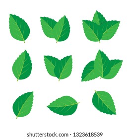Mint vector drawing. Mint leaves vector logo