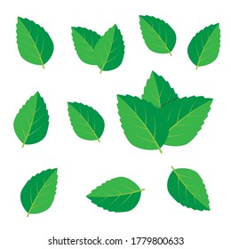 Mint vector drawing. Mint leaves vector logo