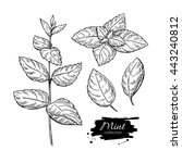 Mint vector drawing set. Isolated mint plant and leaves. Herbal engraved style illustration. Detailed organic product sketch. Cooking spicy ingredient