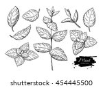 Mint vector drawing set. Isolated mint plant and leaves. Herbal engraved style illustration. Detailed organic product sketch. Cooking spicy ingredient