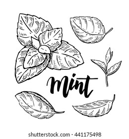 Mint vector drawing set. Isolated mint plant and leaves. Herbal engraved style illustration. Detailed organic product sketch. Cooking spicy ingredient