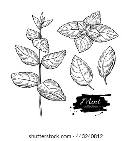 Mint vector drawing set. Isolated mint plant and leaves. Herbal engraved style illustration. Detailed organic product sketch. Cooking spicy ingredient