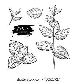 Mint vector drawing set. Isolated mint plant and leaves. Herbal engraved style illustration. Detailed organic product sketch. Cooking spicy ingredient