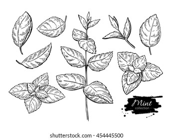 Mint vector drawing set. Isolated mint plant and leaves. Herbal engraved style illustration. Detailed organic product sketch. Cooking spicy ingredient
