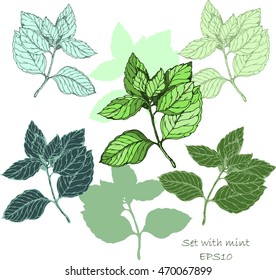 Mint vector drawing set. Isolated mint plant and leaves. Herbal engraved style illustration.Cooking spicy ingredient.