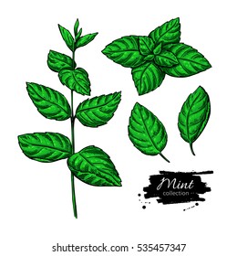 Mint vector drawing set. Isolated plant and leaves. Herbal hand drawn artistic style illustration. Detailed organic product sketch. Cooking spicy ingredient