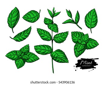 Mint Draw Images Stock Photos Vectors Shutterstock Drawing is a basic image editor, supporting png, jpeg and bmp file types. https www shutterstock com image vector mint vector drawing set isolated plant 543906136