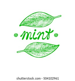 Mint. Vector hand drawn graphic illustration. 