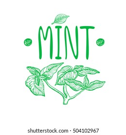 Mint. Vector hand drawn graphic illustration. 