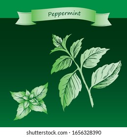 Mint vector. Hand drawn mint plant and leaves. Herbal illustration