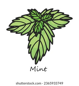 Mint vector icon. Color vector icon isolated on white background mint .