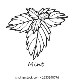 Mint vector icon.Outline,line vector icon isolated on white background mint .