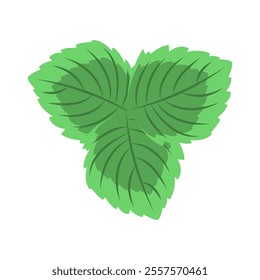 Mint Vector Illustration. Good for Culinary Designs