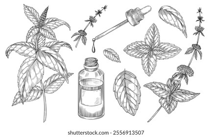 Mint vector illustration. Outline drawing of medical herb with vintage glass bottle with dropper painted by black inks in linear style. Etching of kitchen plant for aromatherapy or cooking.