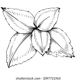 Mint vector isolated. Herbal engraved style illustration. Detailed organic product sketch. The best for design logo, menu, label, icon, stamp.
