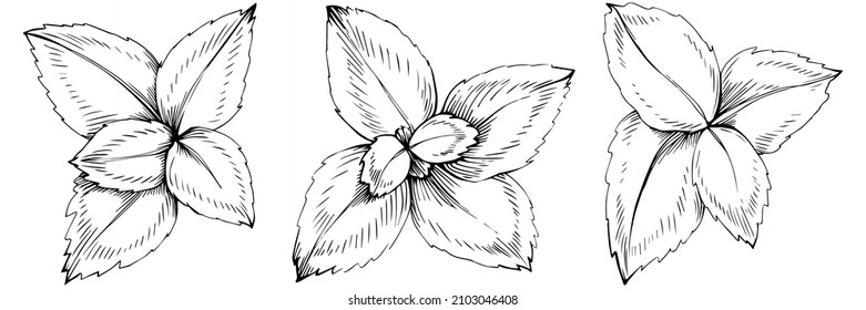 Mint vector isolated. Herbal engraved style illustration. Detailed organic product sketch. The best for design logo, menu, label, icon, stamp.