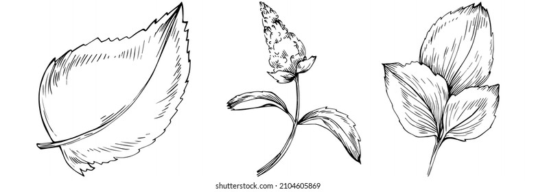 Mint vector isolated. Herbal engraved style illustration. Detailed organic product sketch. The best for design logo, menu, label, icon, stamp.