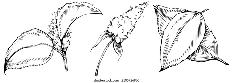 Mint vector isolated. Herbal engraved style illustration. Detailed organic product sketch. The best for design logo, menu, label, icon, stamp.