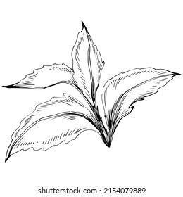 Mint vector isolated. Herbal engraved style illustration. Detailed organic product sketch. The best for design logo, menu, label, icon, stamp.