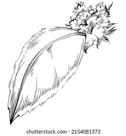 Mint vector isolated. Herbal engraved style illustration. Detailed organic product sketch. The best for design logo, menu, label, icon, stamp.