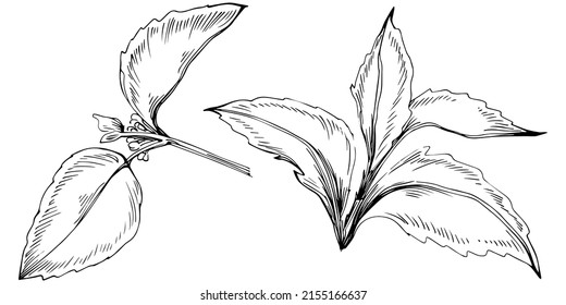 Mint vector isolated. Herbal engraved style illustration. Detailed organic product sketch. The best for design logo, menu, label, icon, stamp.