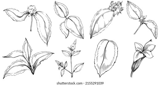 Vector de menta aislado. Ilustración de estilo con grabado de hierbas. Esbozo detallado del producto orgánico. Lo mejor para el diseño logotipo, menú, etiqueta, icono, sello.