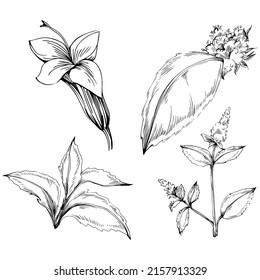Mint vector isolated. Herbal engraved style illustration. Detailed organic product sketch. The best for design logo, menu, label, icon, stamp.