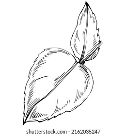 Mint vector isolated. Herbal engraved style illustration. Detailed organic product sketch. The best for design logo, menu, label, icon, stamp.