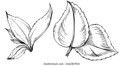 Mint vector isolated. Herbal engraved style illustration. Detailed organic product sketch. The best for design logo, menu, label, icon, stamp.