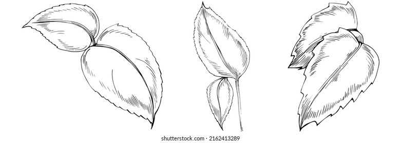 Mint vector isolated. Herbal engraved style illustration. Detailed organic product sketch. The best for design logo, menu, label, icon, stamp.
