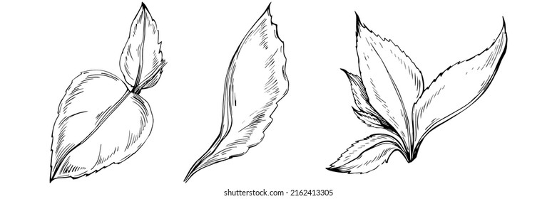Mint vector isolated. Herbal engraved style illustration. Detailed organic product sketch. The best for design logo, menu, label, icon, stamp.