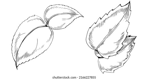 Mint vector isolated. Herbal engraved style illustration. Detailed organic product sketch. The best for design logo, menu, label, icon, stamp.