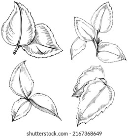 Mint vector isolated. Herbal engraved style illustration. Detailed organic product sketch. The best for design logo, menu, label, icon, stamp.