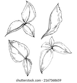 Mint vector isolated. Herbal engraved style illustration. Detailed organic product sketch. The best for design logo, menu, label, icon, stamp.