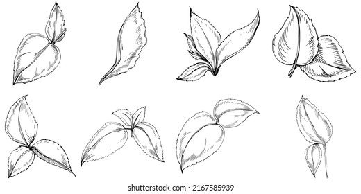 Mint vector isolated. Herbal engraved style illustration. Detailed organic product sketch. The best for design logo, menu, label, icon, stamp.