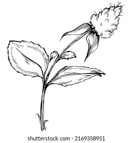 Mint vector isolated. Herbal engraved style illustration. Detailed organic product sketch. The best for design logo, menu, label, icon, stamp.