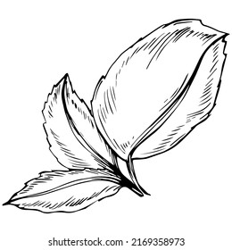 Mint vector isolated. Herbal engraved style illustration. Detailed organic product sketch. The best for design logo, menu, label, icon, stamp.