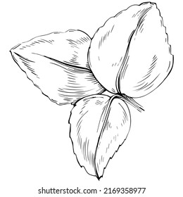 Mint vector isolated. Herbal engraved style illustration. Detailed organic product sketch. The best for design logo, menu, label, icon, stamp.