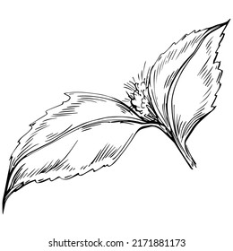 Mint vector isolated. Herbal engraved style illustration. Detailed organic product sketch. The best for design logo, menu, label, icon, stamp.