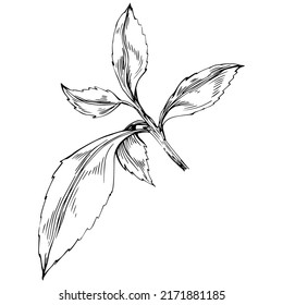Mint vector isolated. Herbal engraved style illustration. Detailed organic product sketch. The best for design logo, menu, label, icon, stamp.