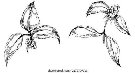 Vector de menta aislado. Ilustración de estilo con grabado de hierbas. Esbozo detallado del producto orgánico. Lo mejor para el diseño logotipo, menú, etiqueta, icono, sello.