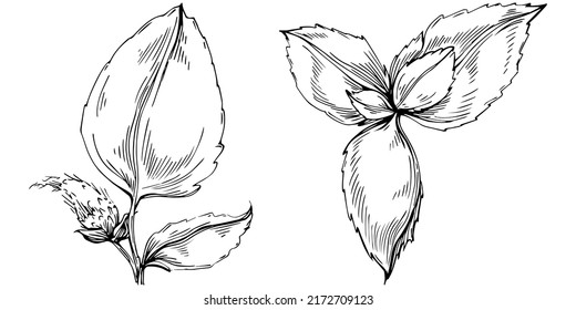 Mint vector isolated. Herbal engraved style illustration. Detailed organic product sketch. The best for design logo, menu, label, icon, stamp.