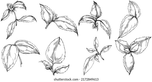 Mint vector isolated. Herbal engraved style illustration. Detailed organic product sketch. The best for design logo, menu, label, icon, stamp.