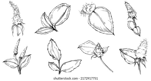 Mint vector isolated. Herbal engraved style illustration. Detailed organic product sketch. The best for design logo, menu, label, icon, stamp.