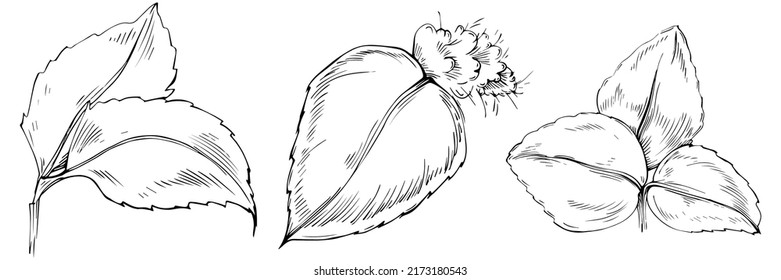 Mint vector isolated. Herbal engraved style illustration. Detailed organic product sketch. The best for design logo, menu, label, icon, stamp.